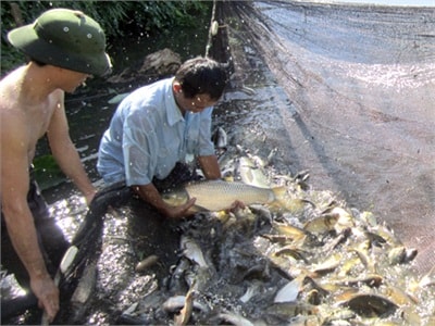 Nuôi cá nước ngọt đạt 200 triệu đồng/ha/năm
