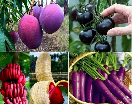 Cuốn hút với những hoa quả màu tím