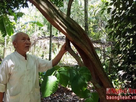 Người sở hữu vườn dược liệu quý hiếm ở miền Tây xứ Nghệ