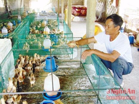 'Chìa khóa' làm giàu trên vùng đất sâu sục ở Quỳnh Giang