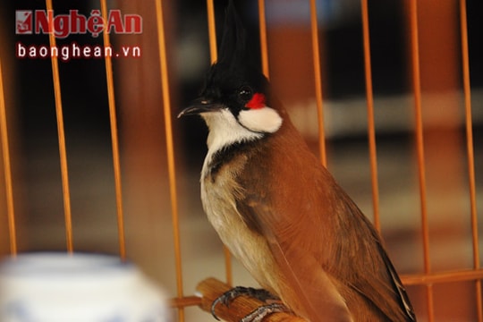 Thú chơi chim cảnh nghìn đô xứ Quỳnh