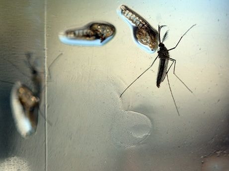Tăng vọt số ca nhiễm Zika ở Mexico