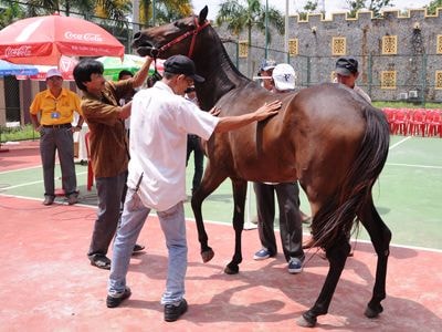 Ông Dũng 'Lò Vôi' xây trường đua 100 triệu USD