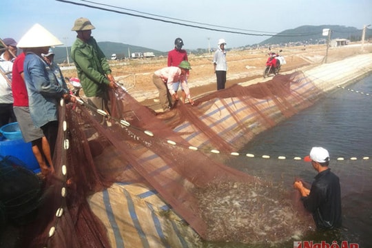 Nuôi tôm sạch đạt sản lượng cao