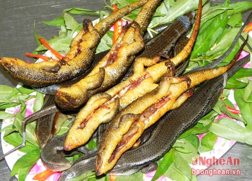 Chàng thạc sỹ 'dế mèn học' và giấc mơ... côn trùng!