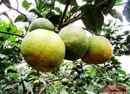 Thu nhập hàng trăm triệu đồng từ trồng cây ăn quả