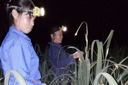 Trắng đêm săn tôm bay trên cánh đồng mía