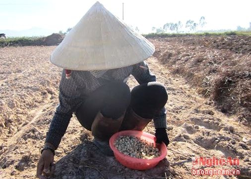 Kinh nghiệm trồng hành tăm cho năng suất cao của nông dân Nghi Lâm