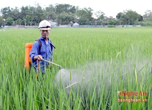 Rầy nâu, rầy lưng trắng trên lúa có nơi mật độ 3.000 con/m2