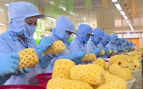 Thực phẩm chưa an toàn - khó cạnh tranh trong TPP