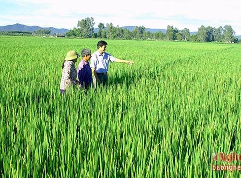 Diễn Châu nhân rộng cánh đồng một giống lúa