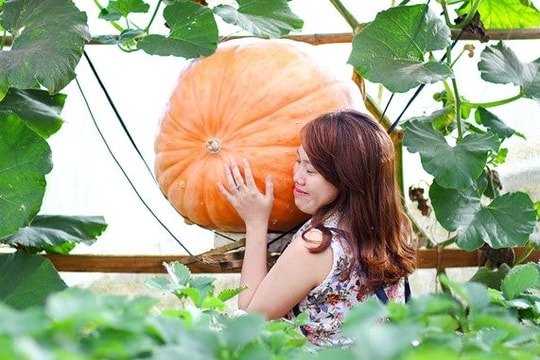 Trải nghiệm thú vị với du lịch nhà vườn