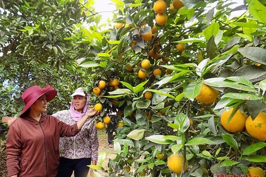 9 đề án thực hiện nghị quyết Đại hội Đảng bộ huyện Quỳ Hợp