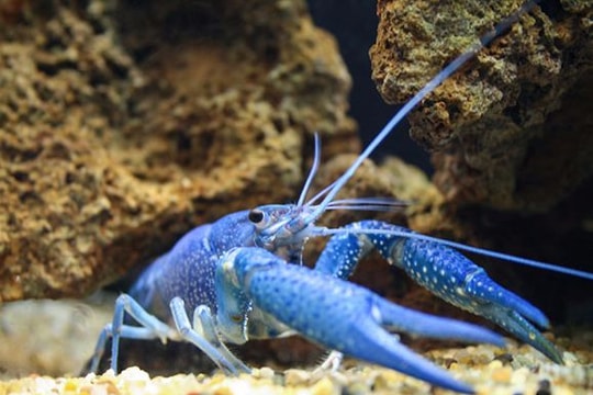 Tôm hùm xanh quý hiếm sa lưới ngư dân