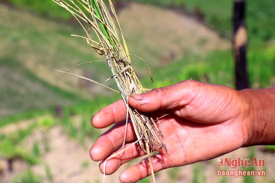 Lúa rẫy chết khô, nhiều bản Khơ Mú lo thiếu đói