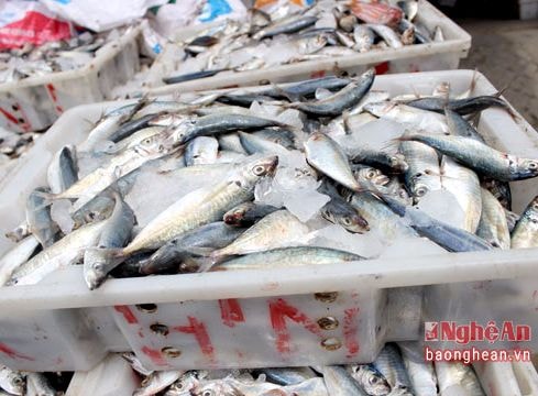 Ngư dân Hoàng Mai được mùa cá đốm