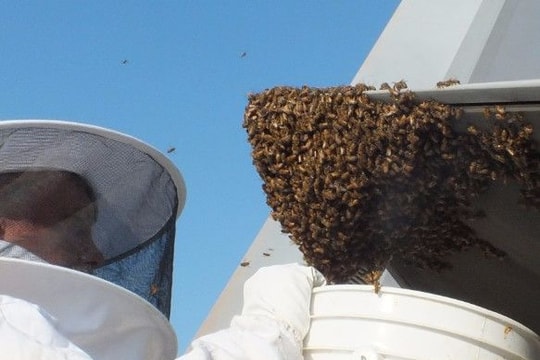 Chiến cơ tàng hình Mỹ 'chết cứng' vì... ong