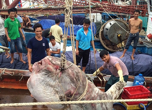 Cá mặt trăng gần 1 tấn mắc lưới ngư dân