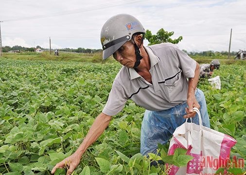 Nhân rộng diện tích cây đậu xanh chịu hạn