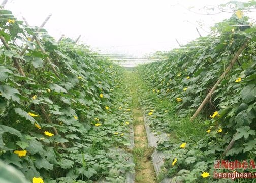 Hiệu quả từ chủ trương sản xuất 3 vụ ở Cẩm Sơn