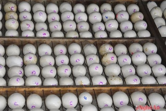 Cận cảnh nơi ấp trứng lớn nhất Nghệ An