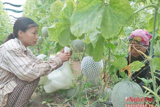 Trồng dưa lưới Nhật Bản thu 100 triệu đồng/1000m2