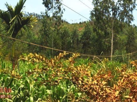 Thiếu minh bạch trong bồi thường GPMB hệ thống điện ở xã Quỳnh Vinh