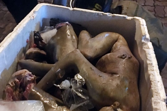 Hơn 50kg thịt khỉ, lợn rừng 'đi đêm' vào Vinh tiêu thụ