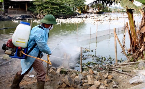 Triển khai biện pháp cấp bách phòng, chống dịch cúm gia cầm