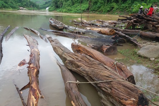 Lũ cuốn hàng trăm khối gỗ từ rừng xuống sông