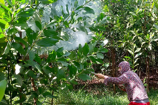 Săn nhộng ong, thu bạc triệu