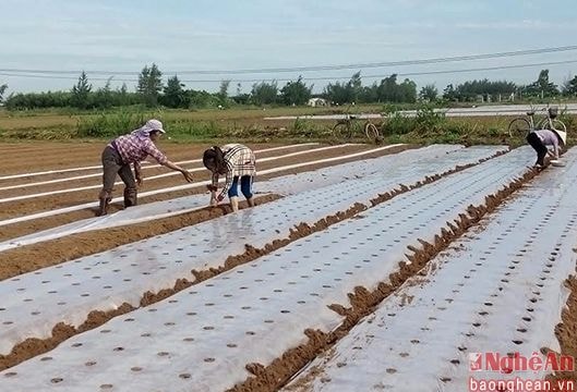 Diễn Châu gieo trồng 3000 héc ta cây vụ đông