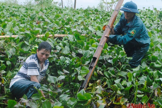 Kênh tiêu 'nghẹn' vì bèo tây