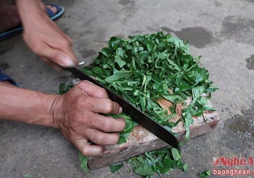 Tự làm phân bón  cho cam từ lá trầu không