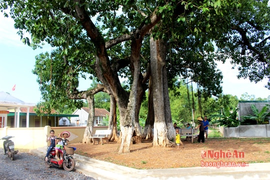 Chiêm ngưỡng cây đa hơn 500 tuổi ở Nghệ An