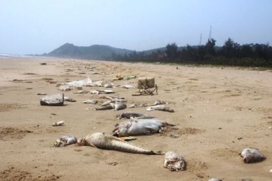 Thảm họa môi trường biển: Chỉ một người nhận hình thức kỷ luật