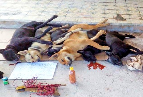 Cô gái tham gia nhóm trộm chó liên tỉnh