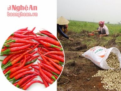 Làm phân bón và thuốc trừ sâu từ thảo mộc