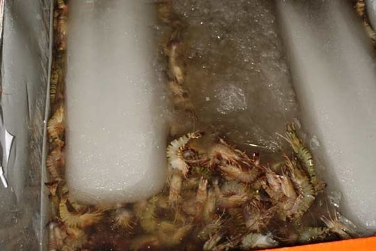 Bắt quả tang một công ty  bơm tạp chất vào tôm