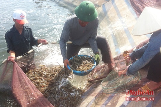 Hiệu quả từ chuyển đổi cơ cấu cây trồng, vật nuôi ở Quỳnh Dị