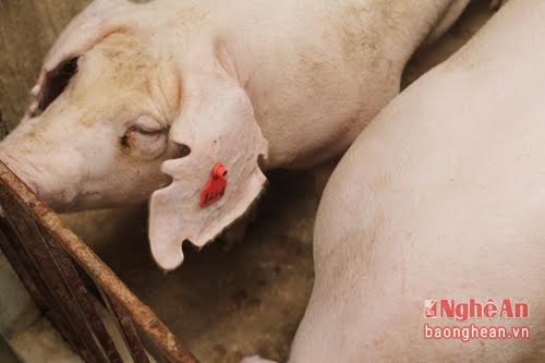 Thu tiền tỷ từ nuôi lợn nái ngoại