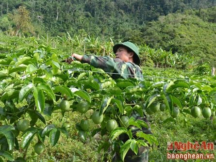 Cây chanh leo bén đất Nhôn Mai