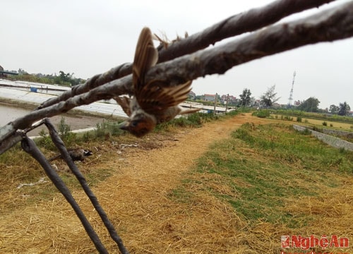 Muôn kiểu tận diệt chim trời