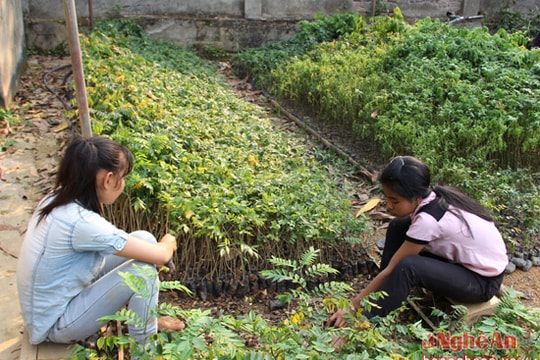 Hỗ trợ 1,9 tỷ đồng giống cây trồng rừng nguyên liệu