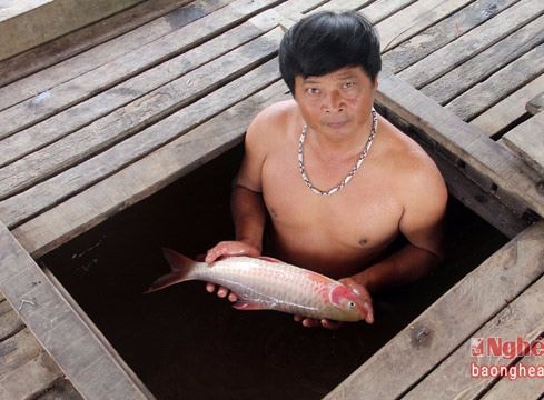 UBND huyện Tương Dương giải thích nguyên nhân cá chết hàng loạt ở Cửa Rào