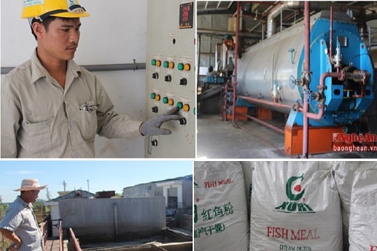 Chế biến bột cá xuất khẩu của công ty Xuri