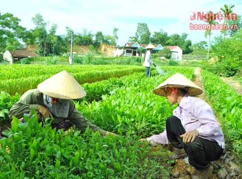 Hỗ trợ sinh kế cho hội viên phụ nữ thoát nghèo