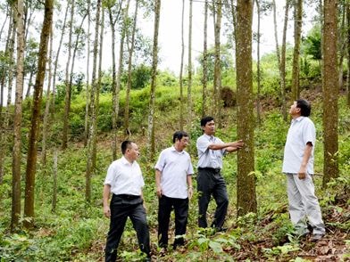 Khảo sát mở rộng vùng nguyên liệu gỗ tại Con Cuông, Quế Phong