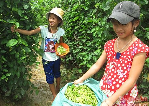 Rộn mùa hoa thiên lý ở Nam Xuân
