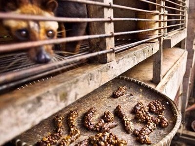 Bi kịch phía sau món cà phê đắt nhất hành tinh